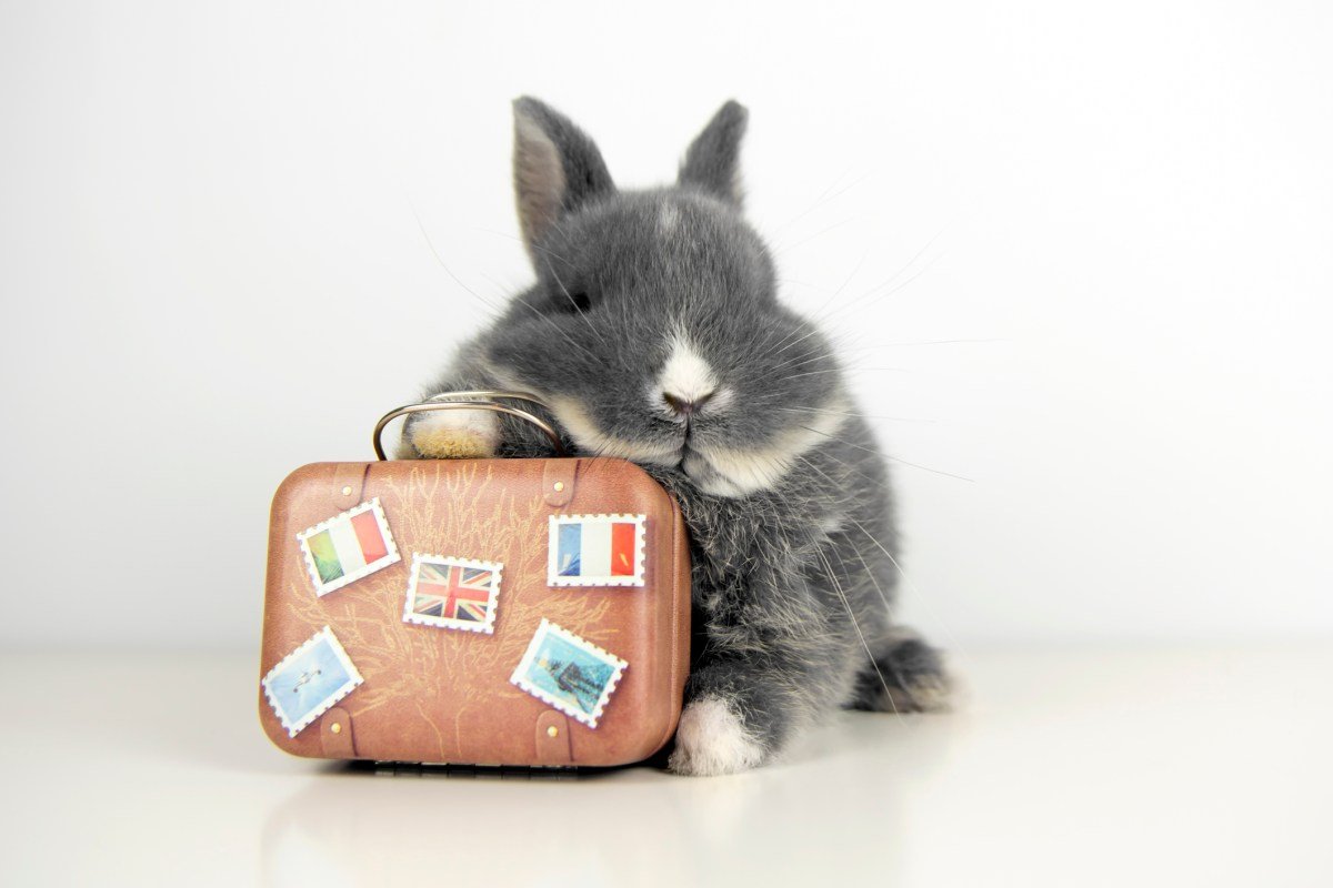 Travel app Hopper to pay $35M in FTC settlement over ‘unfairly’ charging hidden fees